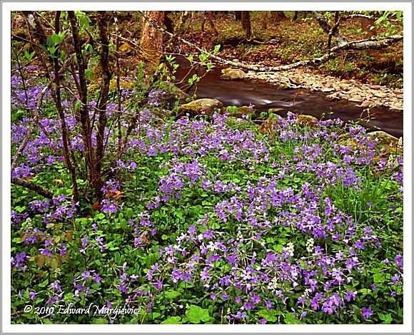 450661   Wild geraniums along a stream, GSMNP